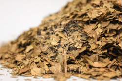 Καρυδιάς φύλλα