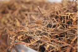 Κερασοουρές