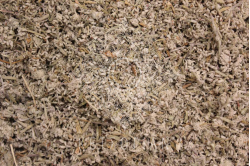 Λαγοκοιμηθιά