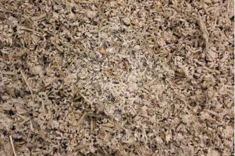 Λαγοκοιμηθιά