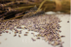 Λεβάντα Γαλλίας