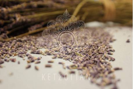 Λεβάντα Γαλλίας