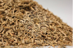 Λεμονόχορτο