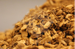 Μπελαντόνα