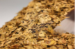 Τζίνγκο Μπιλόμπα