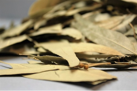 Ευκάλυπτος