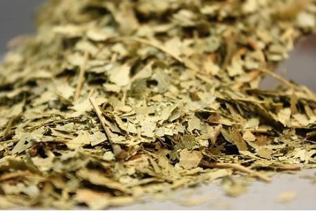 Ιπποκαστανέα