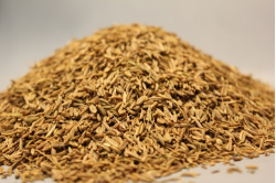 Κιούμελ Ολλανδίας