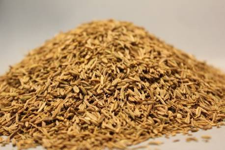 Κιούμελ Ολλανδίας