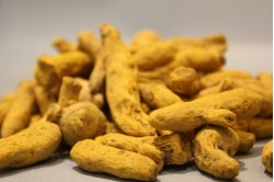 Κιτρινόριζα (ολόκληρη)