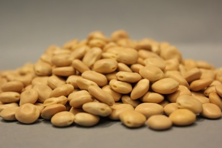 Λούπινα Αιγύπτου