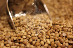 Κόλιανδρος (ολόκληρος)