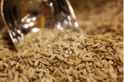 Μάραθος (Ολόκληρος)