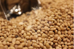 Μαχλέπι (ολόκληρο)