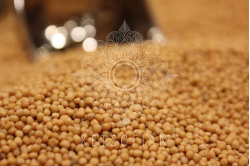 Σιναπόσπορος κίτρινος