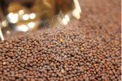 Σιναπόσπορος μαύρος